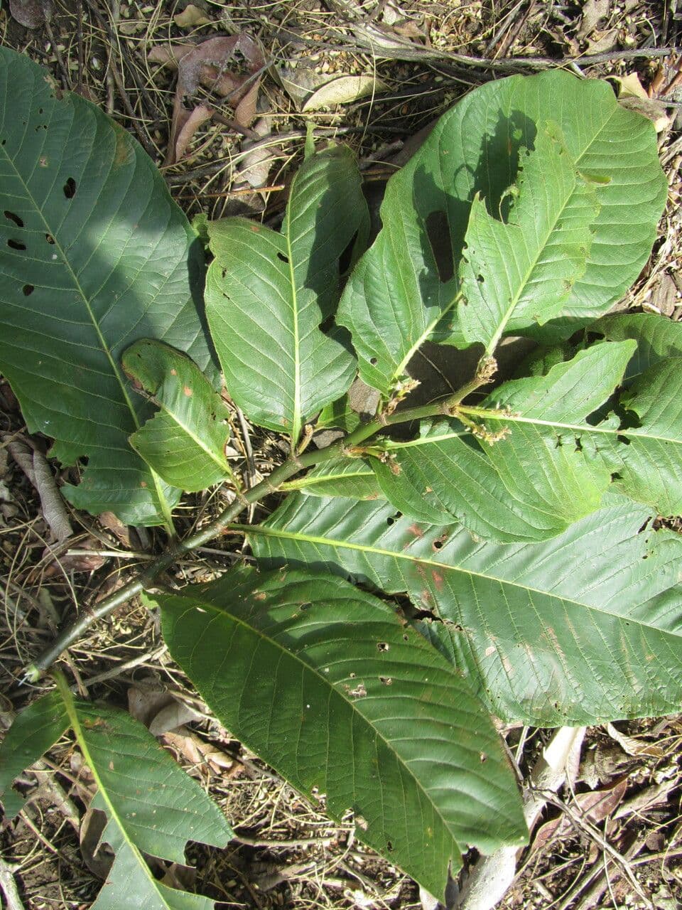 Triplaris 5