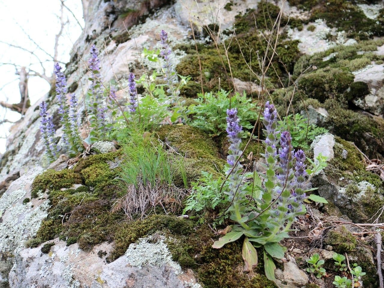 Ajuga orientalis 7