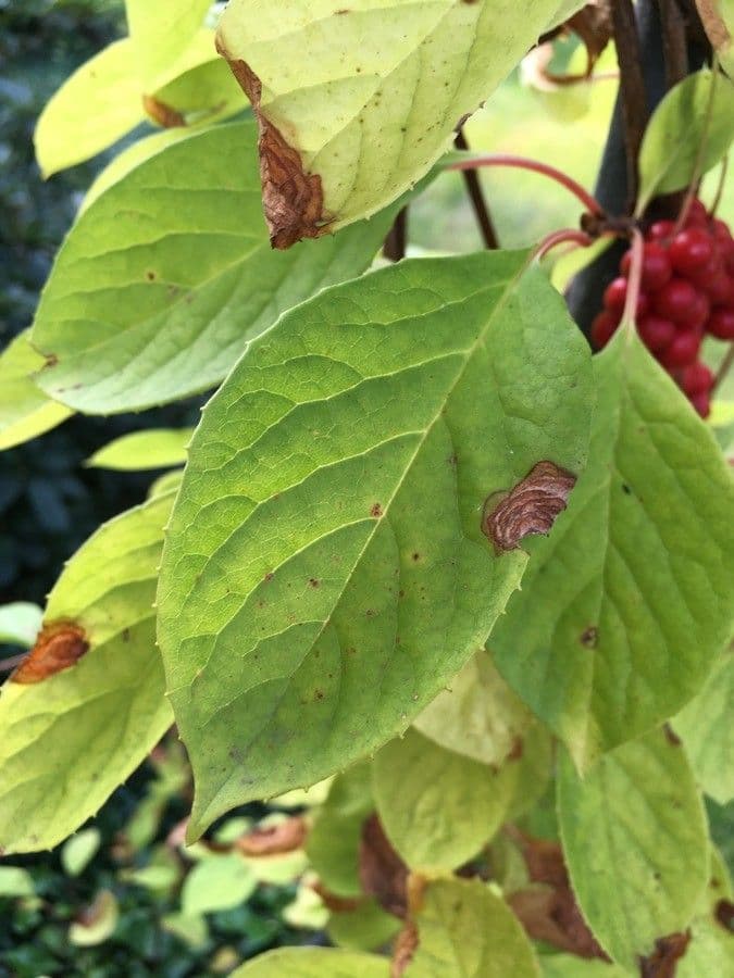 Schisandra chinensis 15