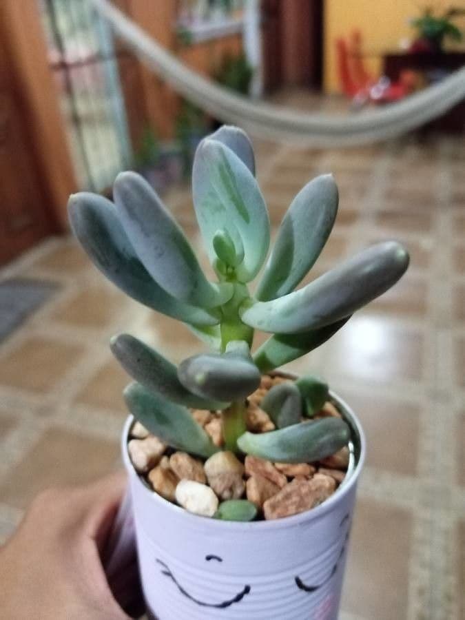 Pachyphytum 17