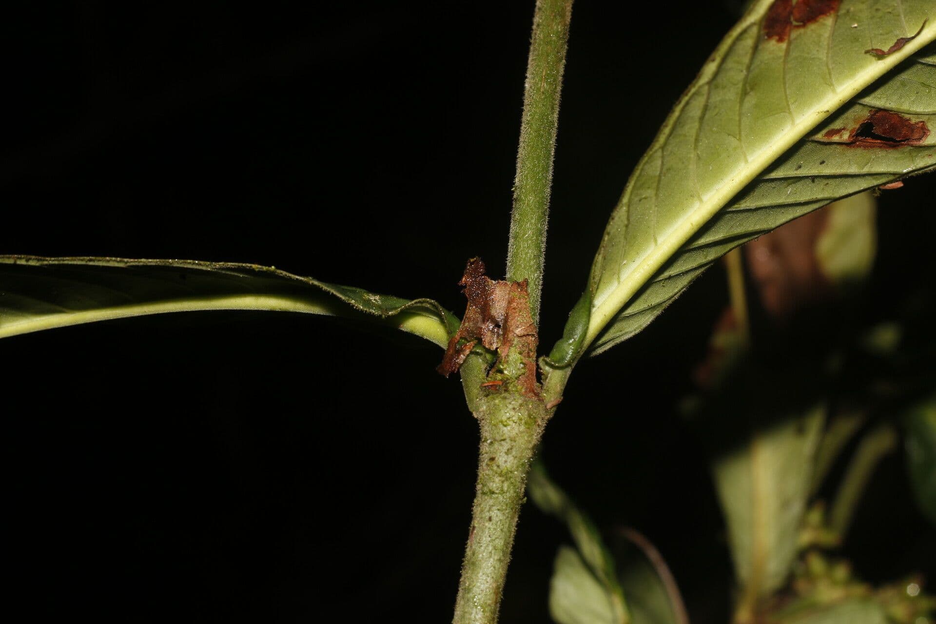Psychotria 12