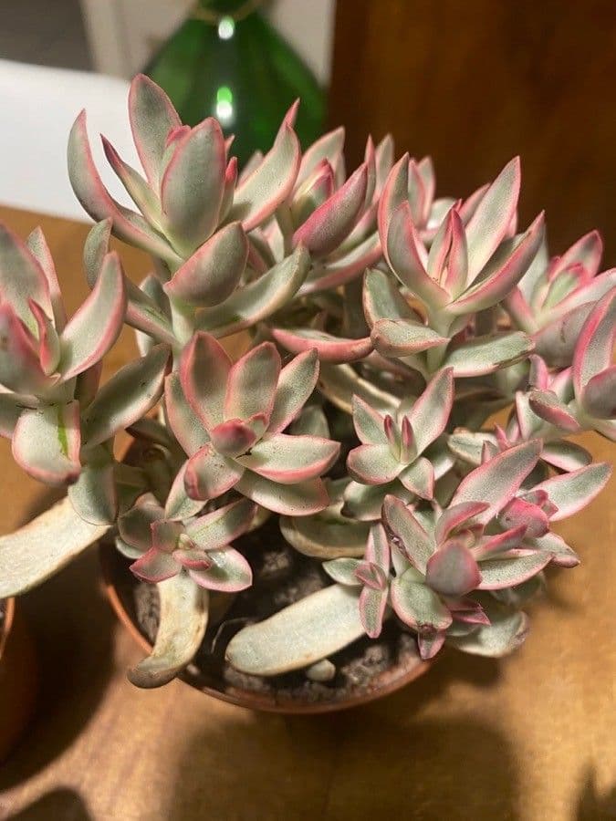 Crassula