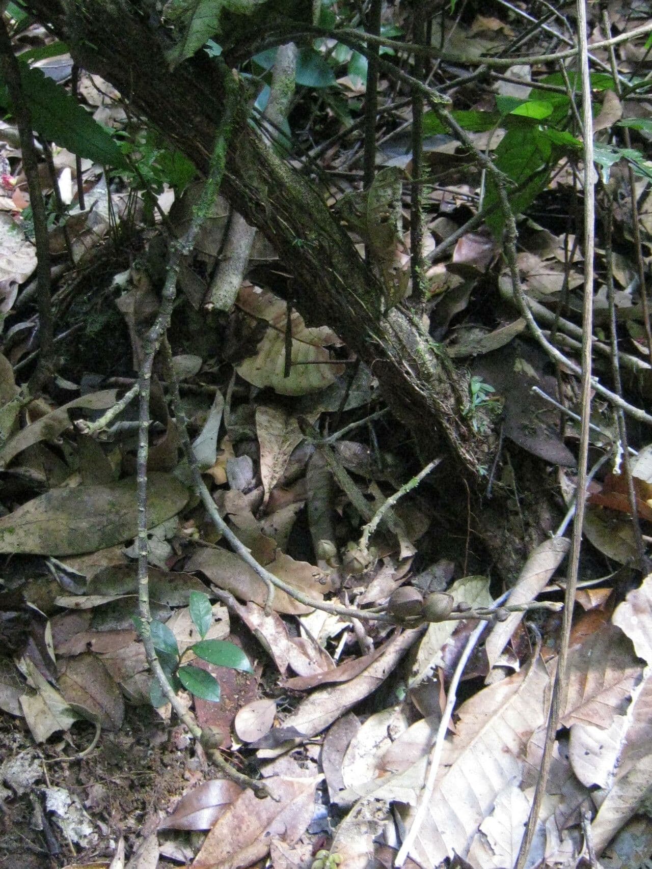 Duguetia 14