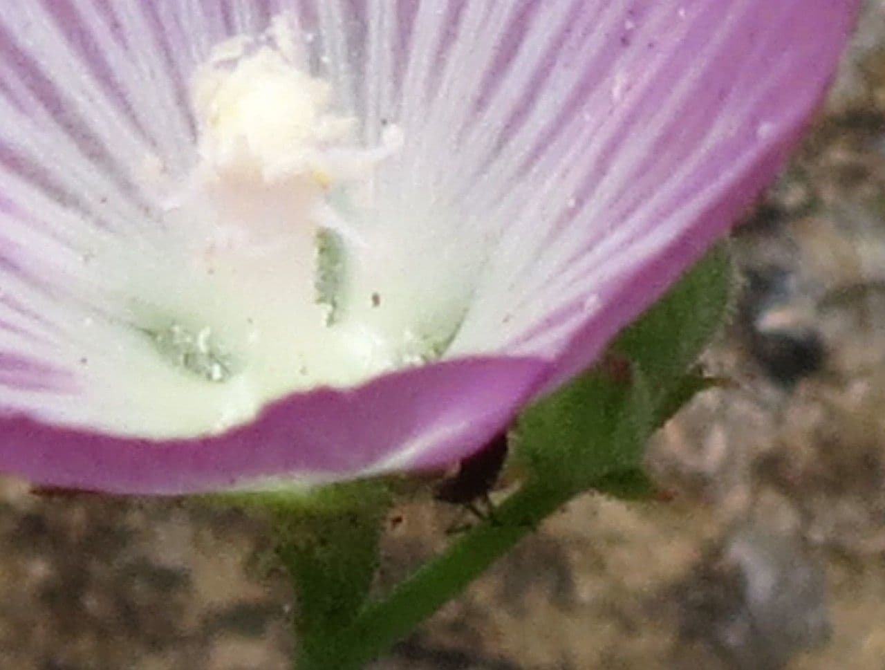 Sidalcea cerosa 2