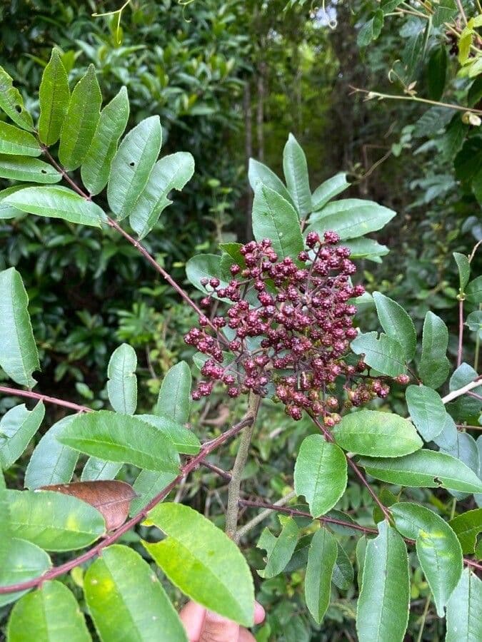 Zanthoxylum 2