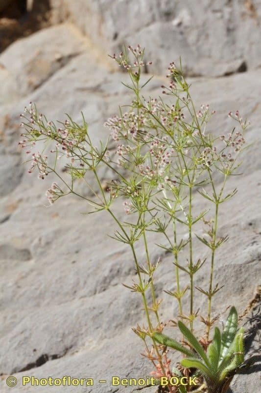 Rubiacea 7