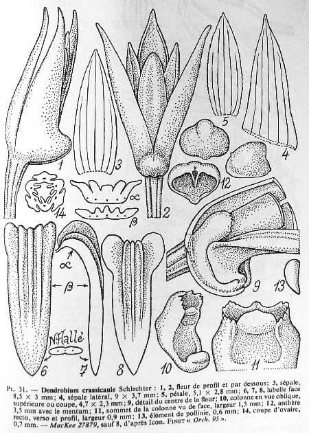 Dendrobium 15