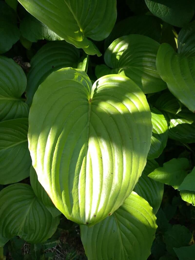 Hosta 20