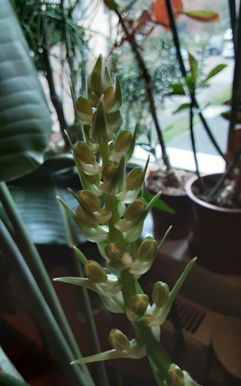 Albuca 5