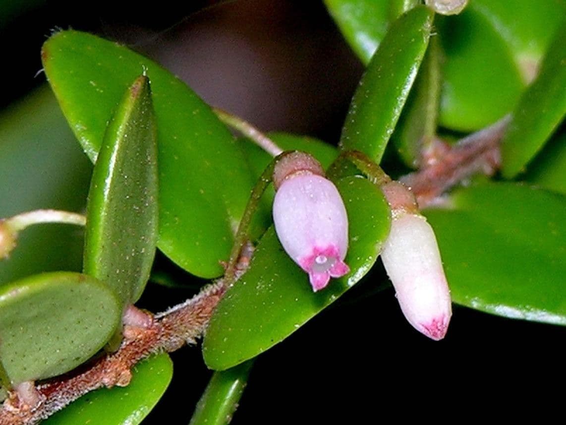 Sphyrospermum 5
