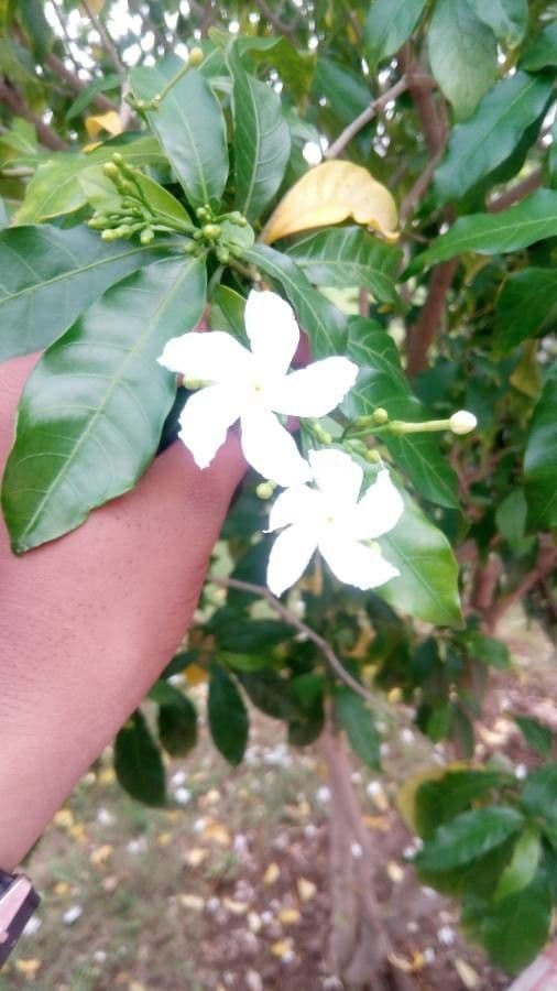 Tabernaemontana 8