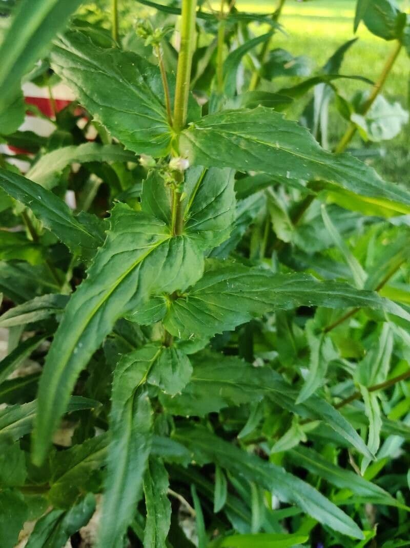 Scharfblättrige Bartblume 7