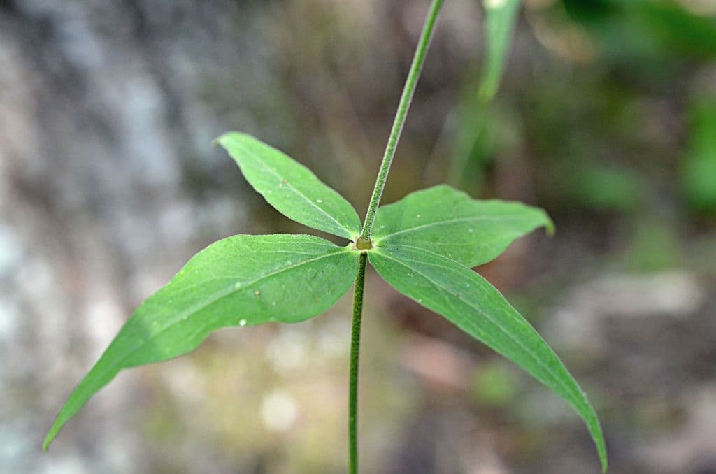 Silene stellata 15