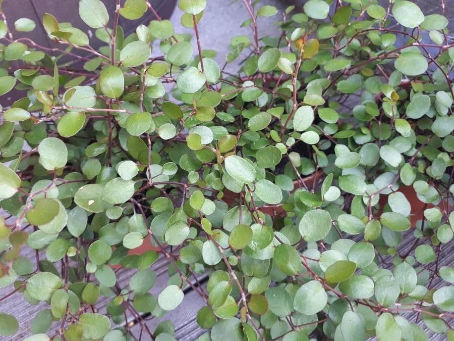 Muehlenbeckia complexa 17