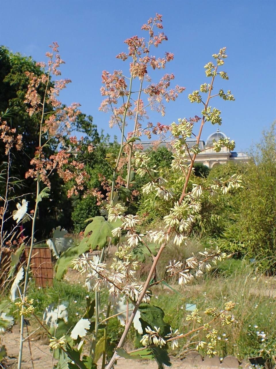 Macleaya 11