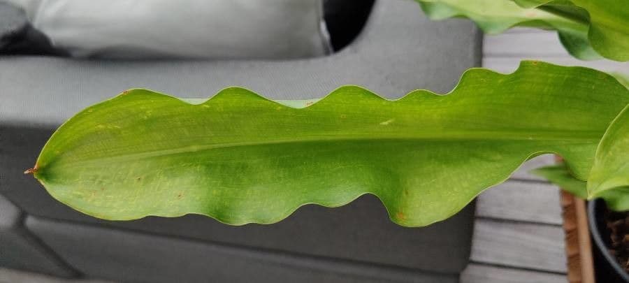 Scadoxus 18