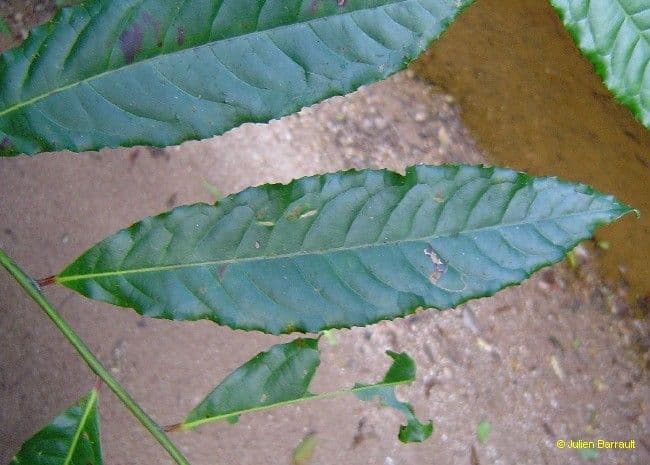 Elaeocarpus wąskolistny 16