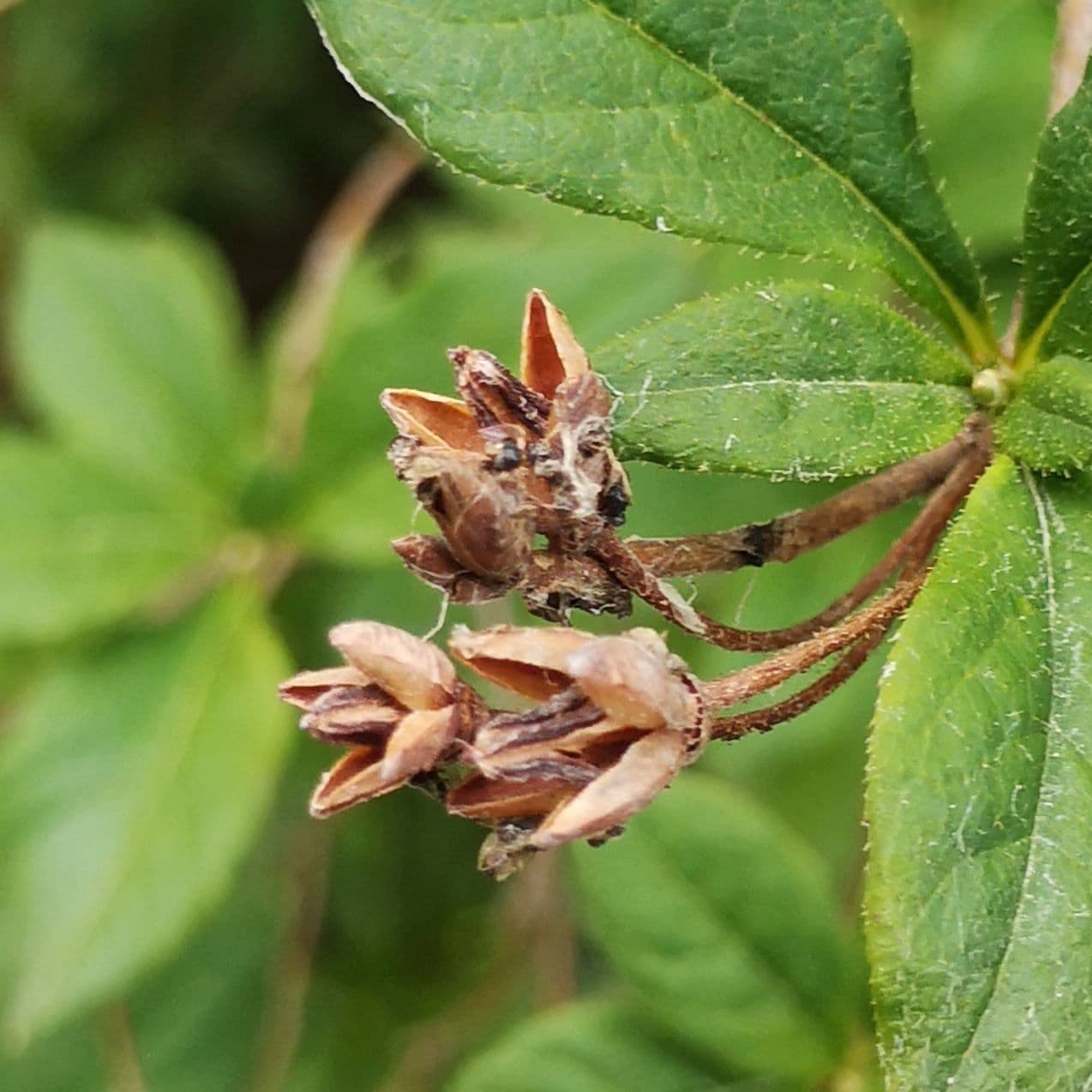 Rododendro albiflorum