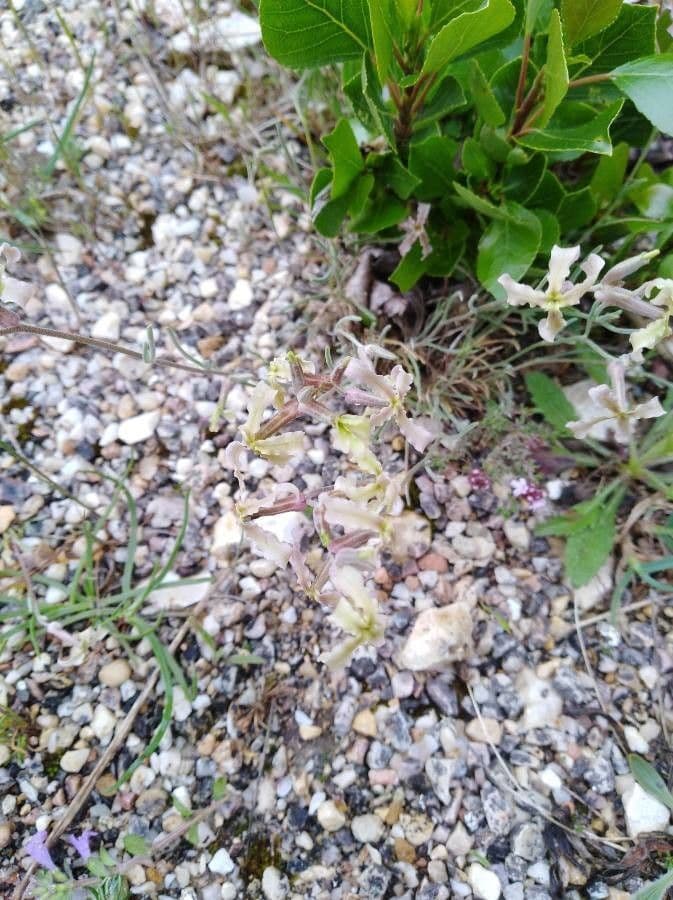 Violaciocca fruticulosa 4
