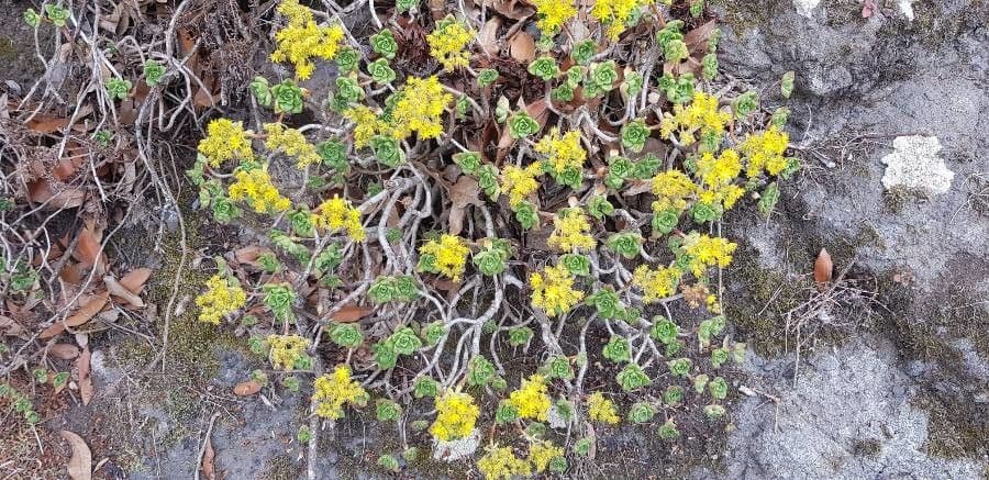 Aeonium lindleyi 10