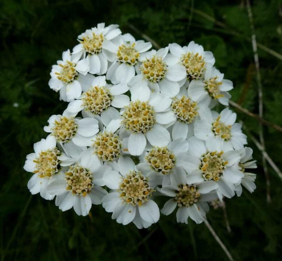 Achillea di Clusio