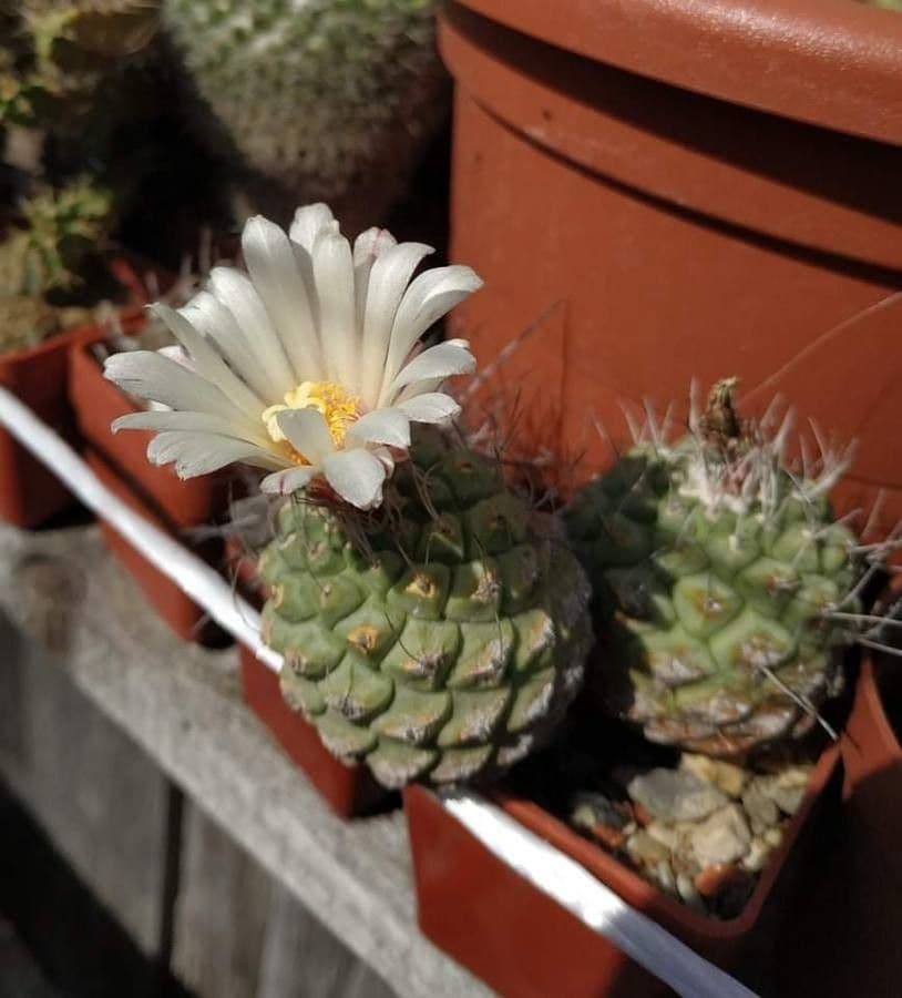 Strombocactus 5