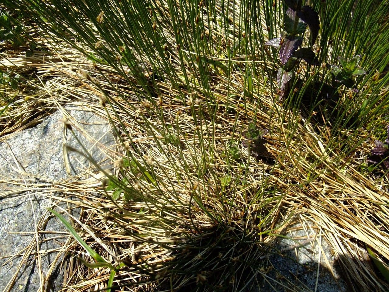 Giunco compressa 11