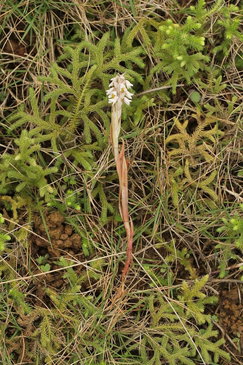 Zeuxine 6