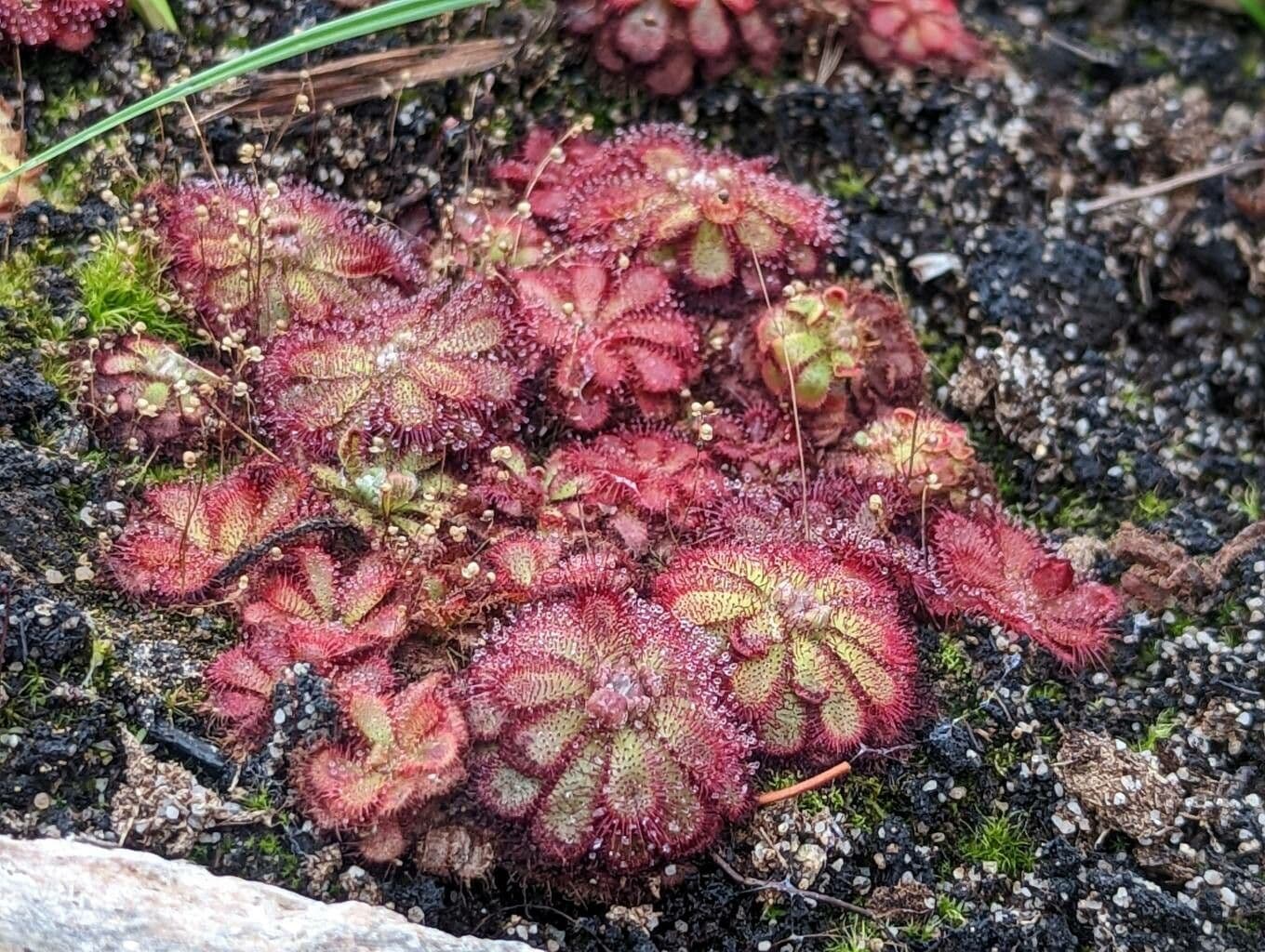 Drosera 4