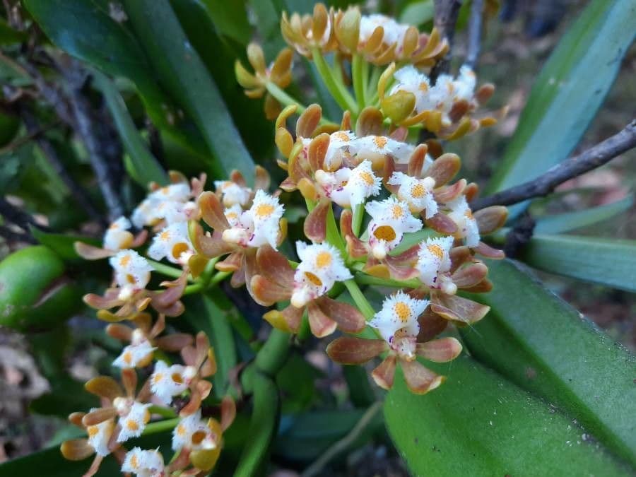 Gastrochilus