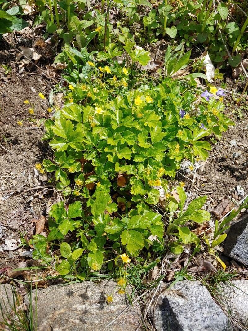 Waldsteinia 8
