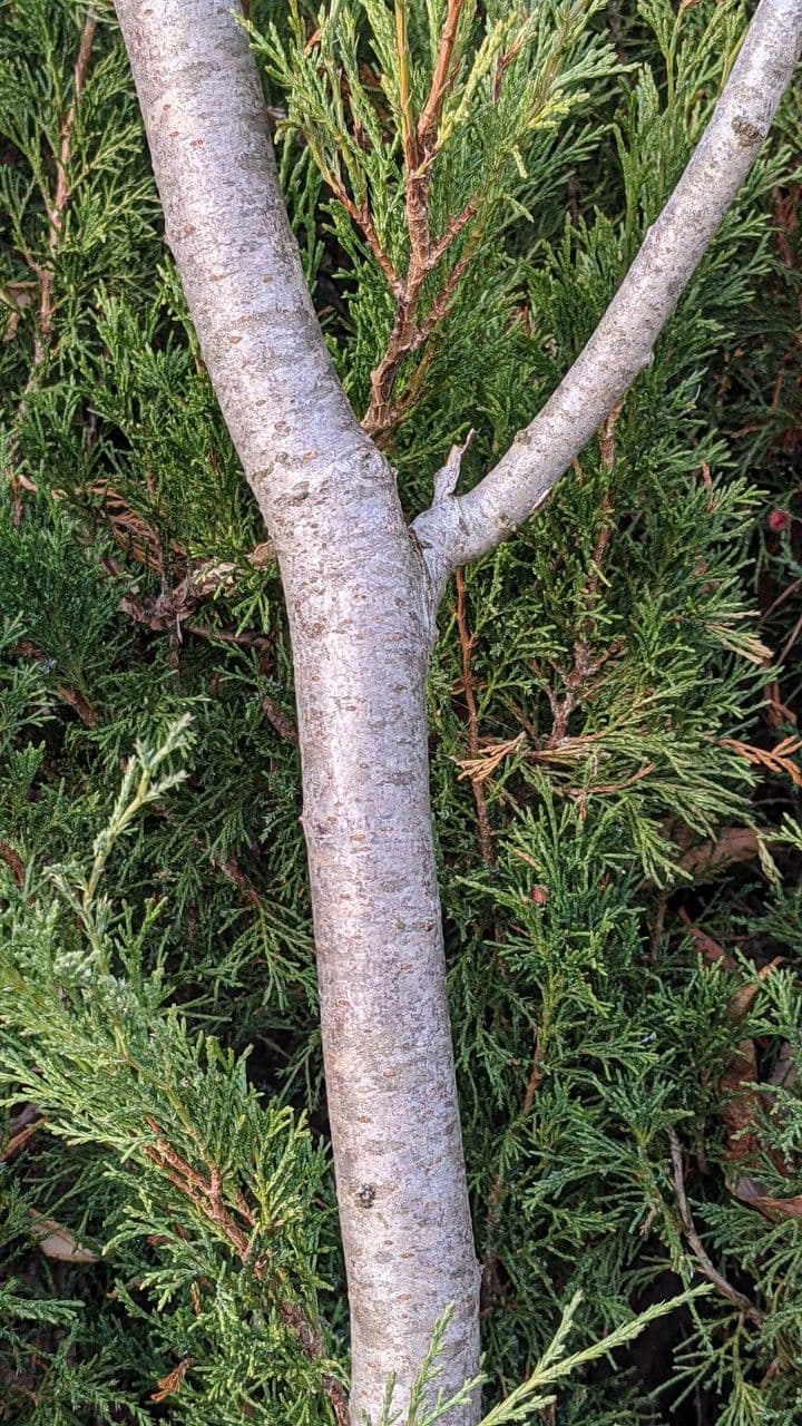 Essigbaum 21