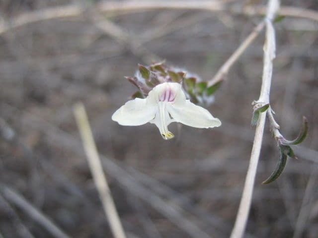Tetramerium 4