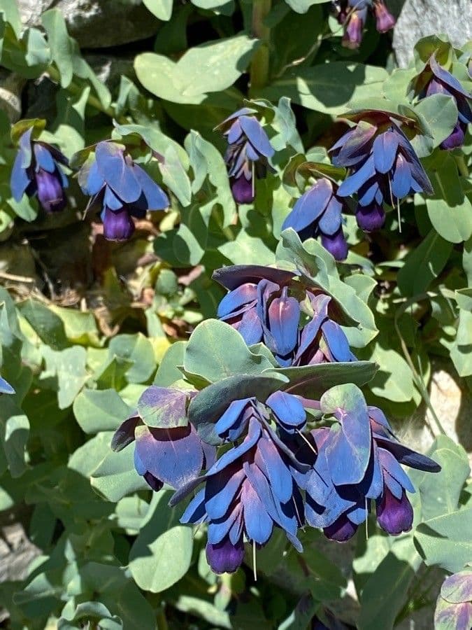 Cerinthe maggiore 9
