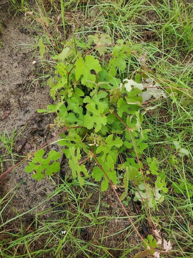 Vitis aestivalis 16