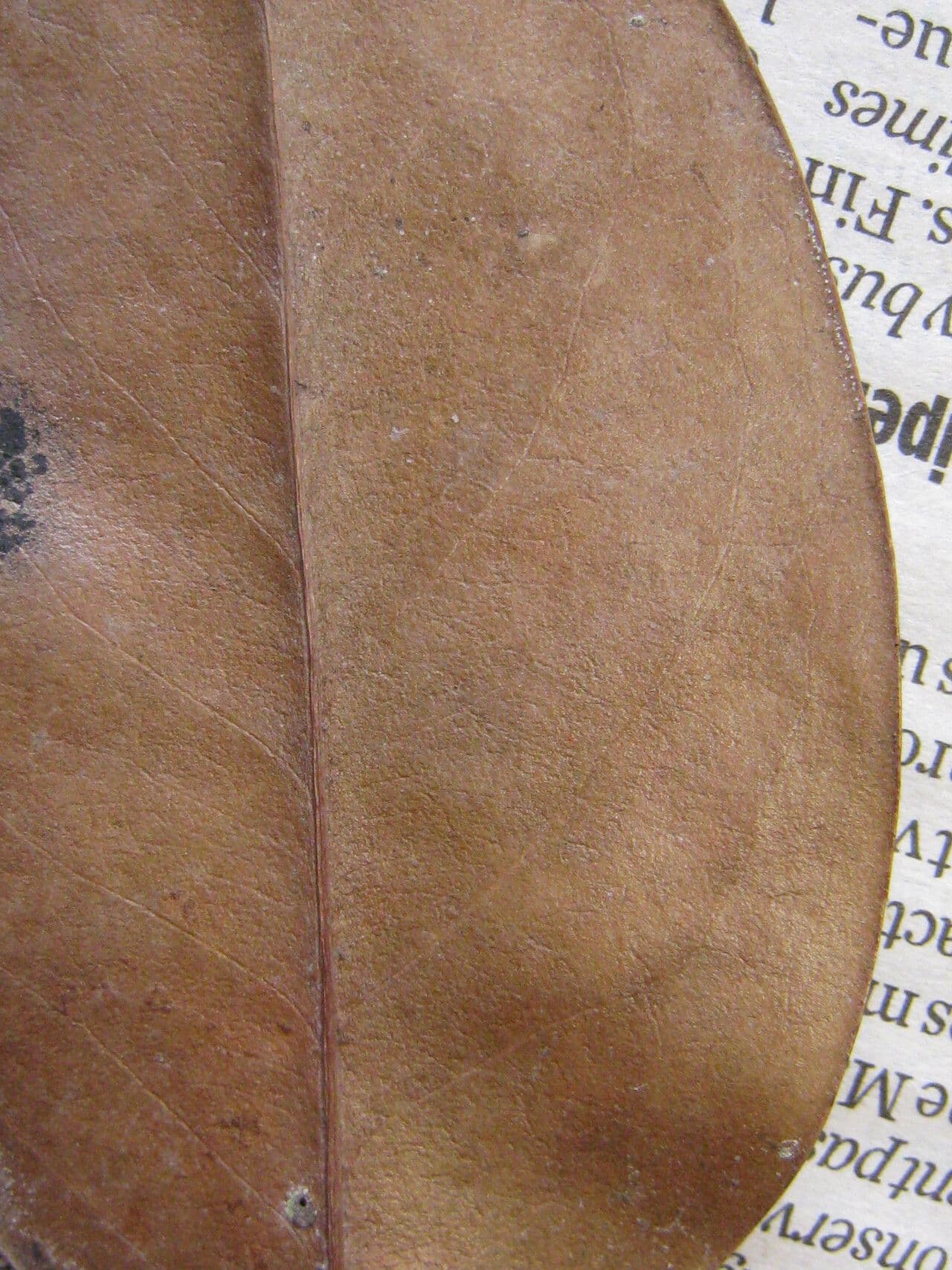 Acioa 9