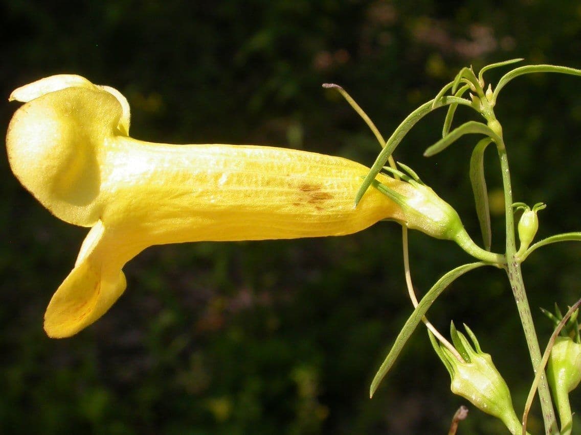 Aureolaria