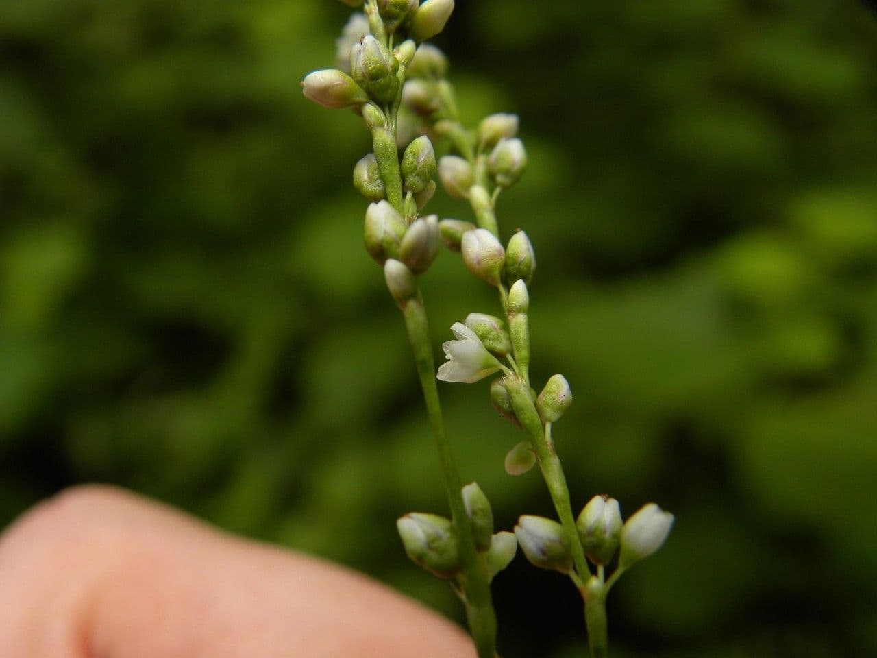 Persicaria 5