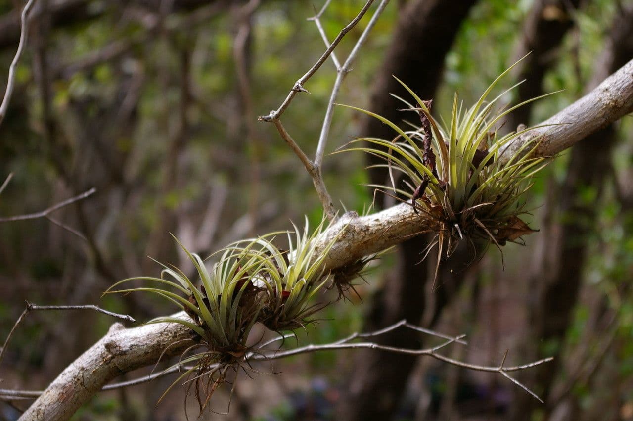 Tillandsia utricolata 3
