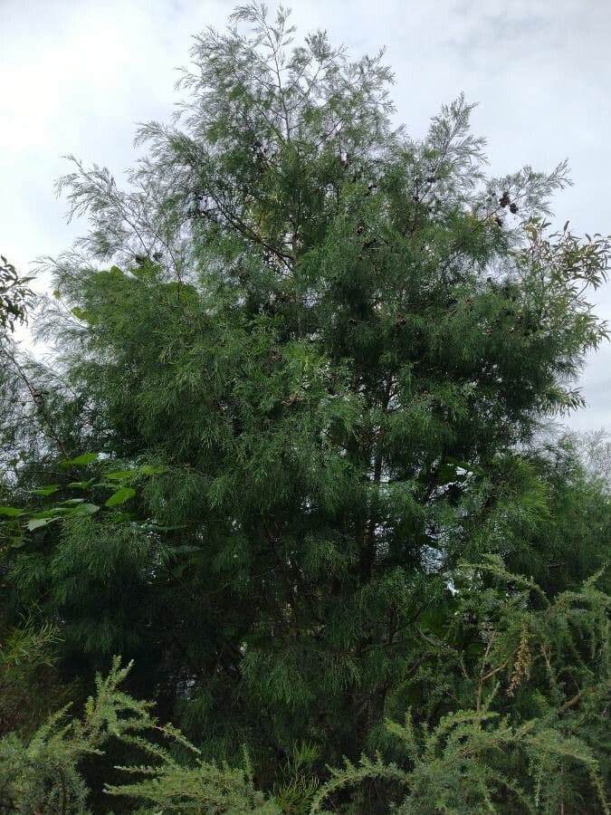 Callitris rhomboidea 4