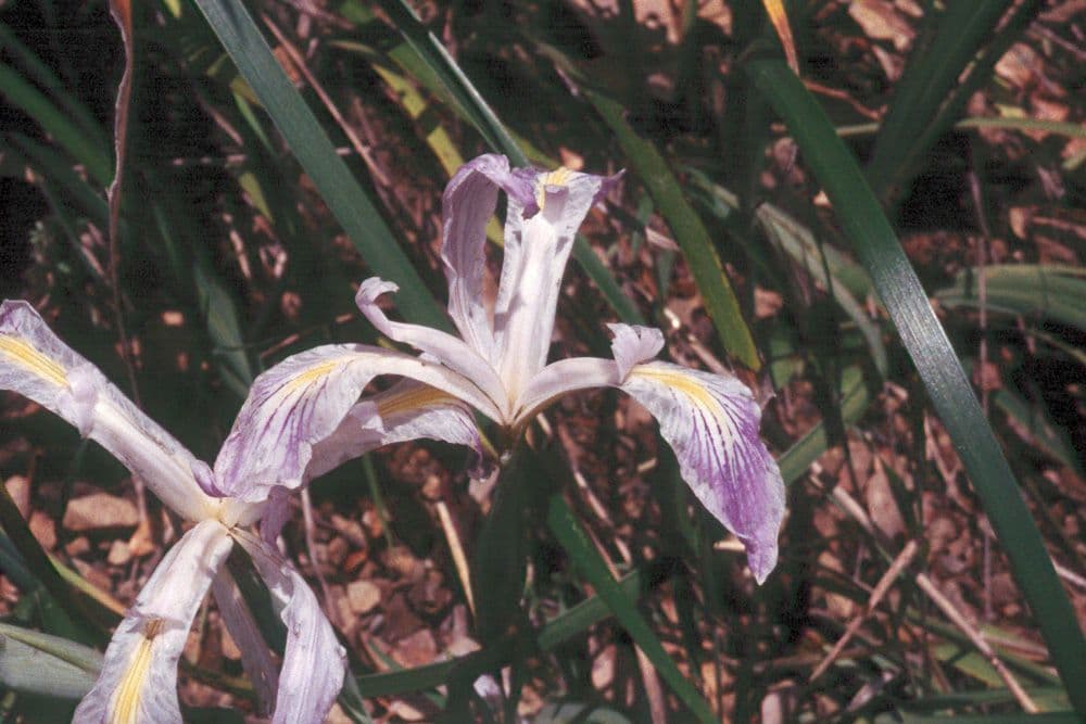 Iris 6