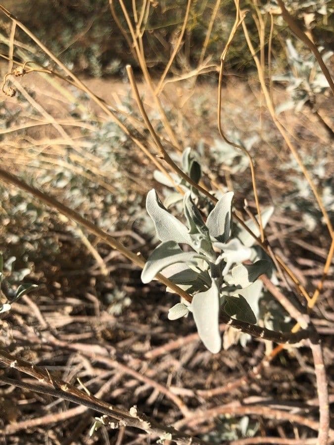 Salvia bianca 16