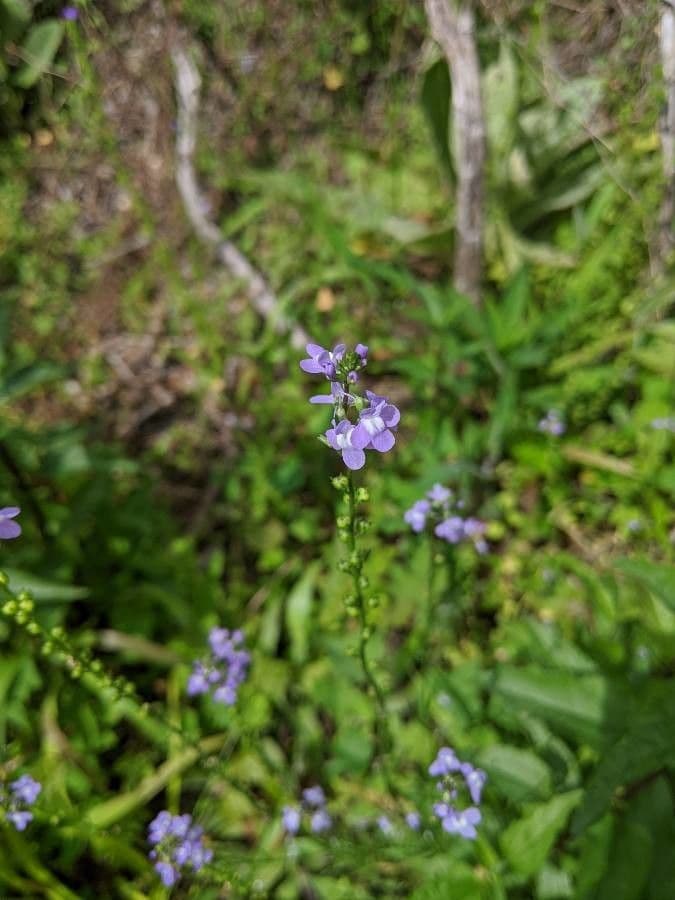 Nuttallanthus floridanus 4