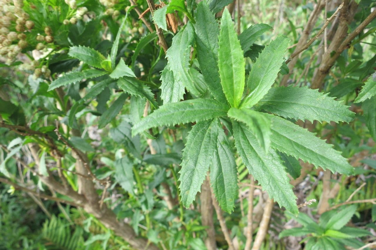 Baccharis 3