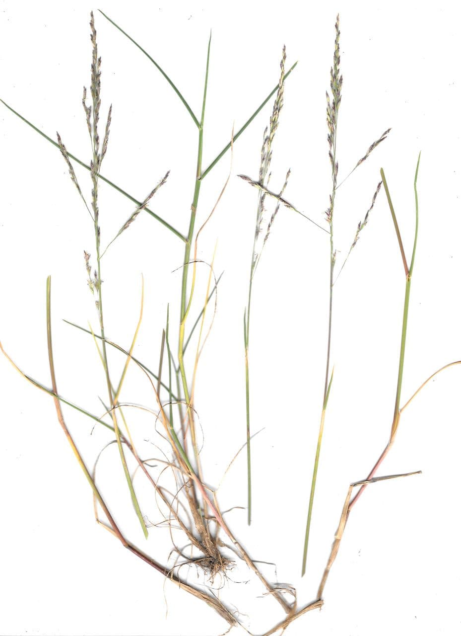 Andelgras 15