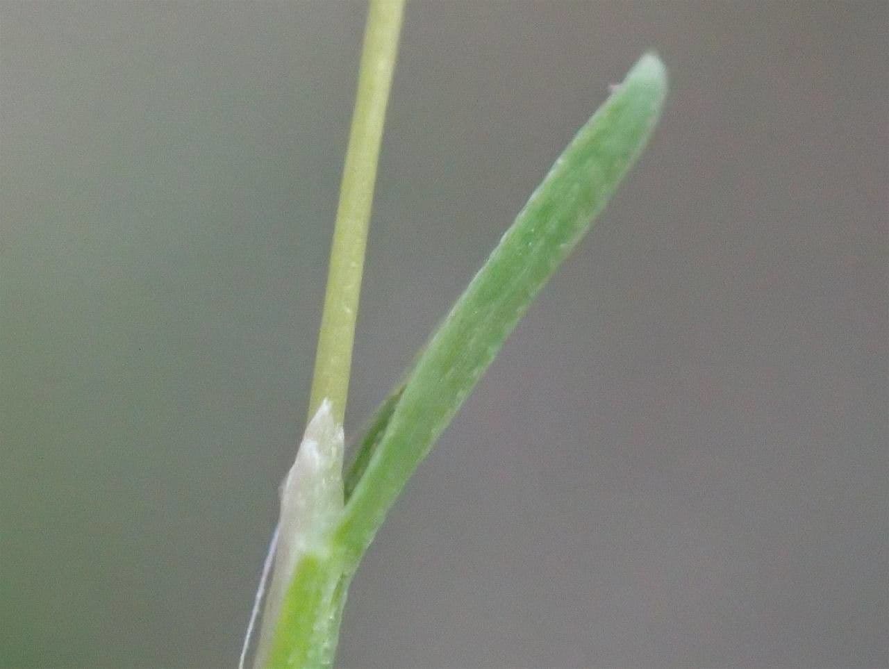 Mibora minima 18