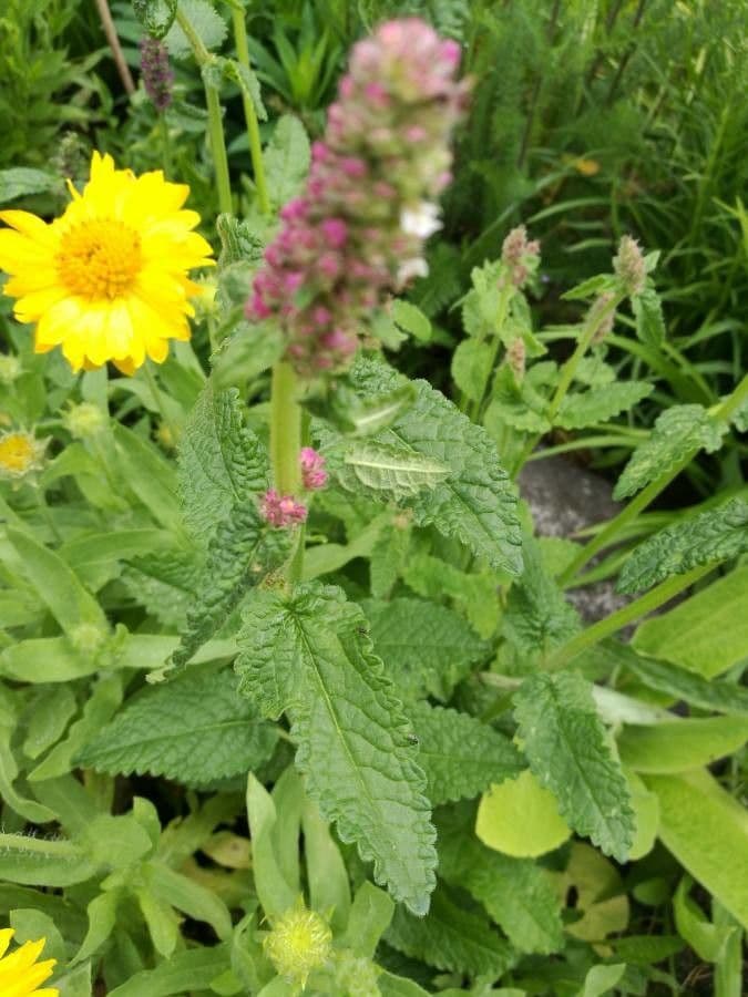 Stachys bullata 2