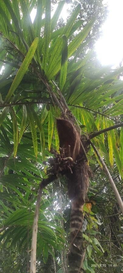 Bactris
