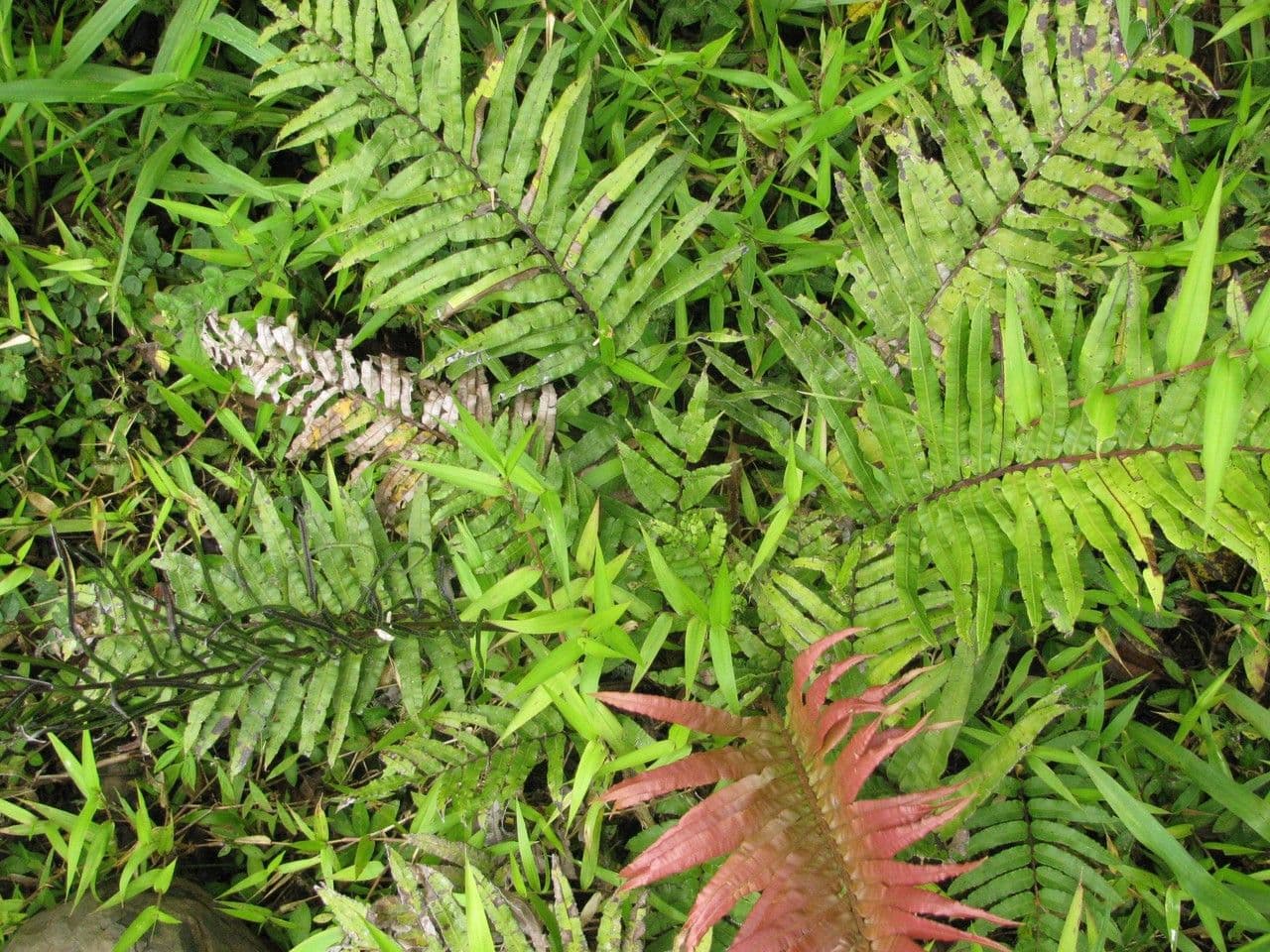 Blechnum 3
