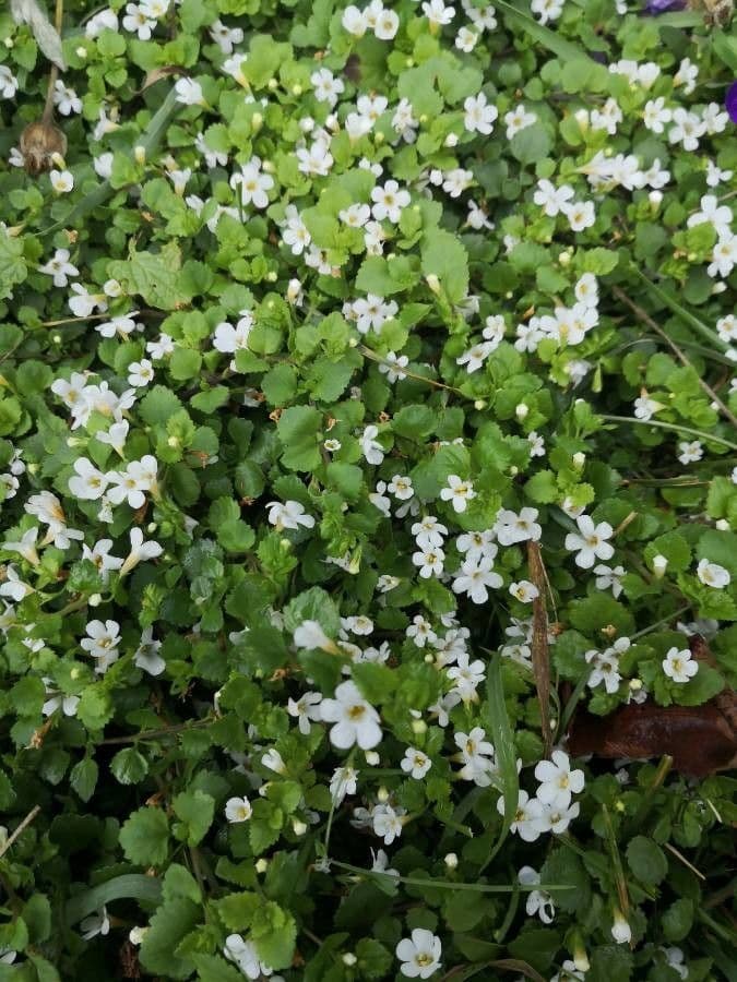 Bacopa rastrera 6